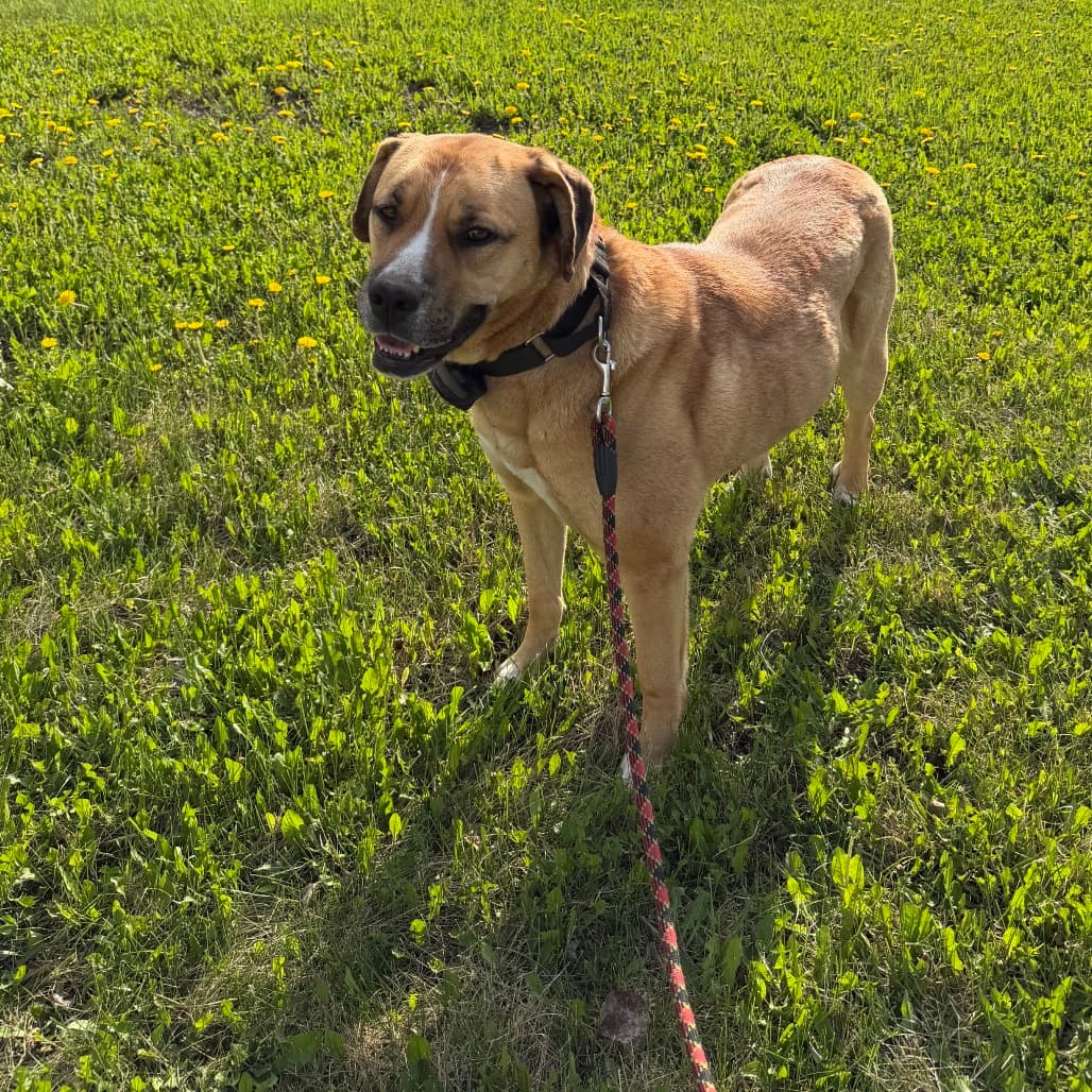 Lexie - MIXED BREED available for adoption