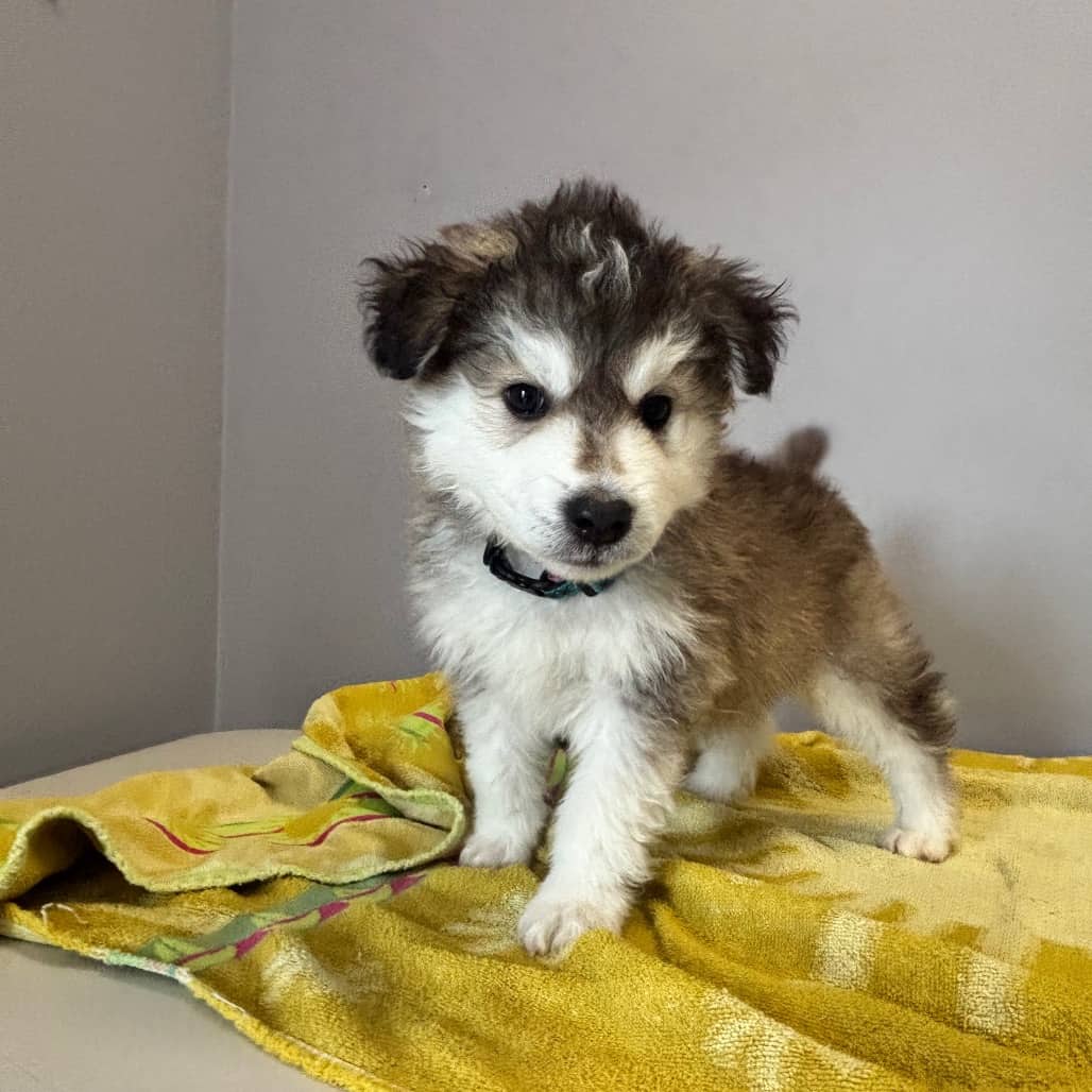 Simon - Mixed Breed (Large) available for adoption in Calgary