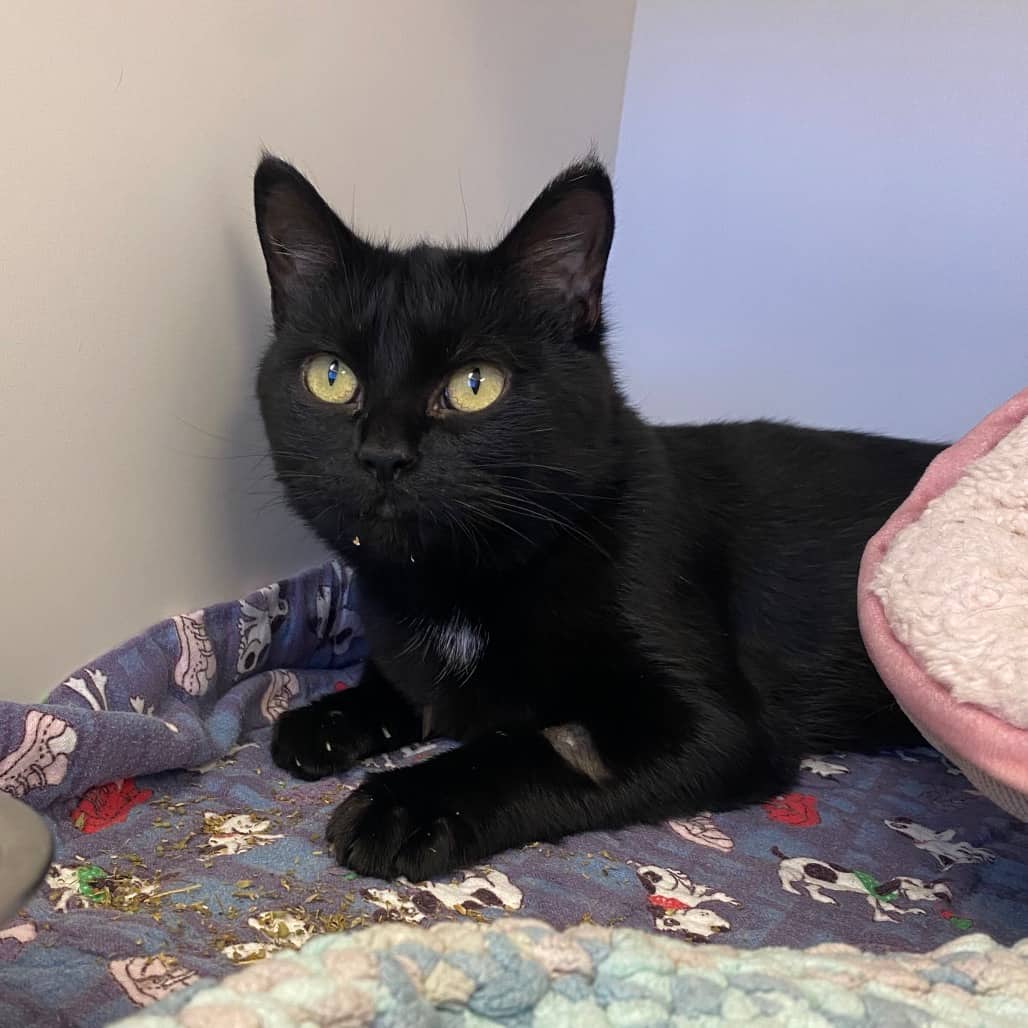 Esme - Domestic Medium Hair cat available for adoption at Border Paws Animal Shelter in Lloydminster