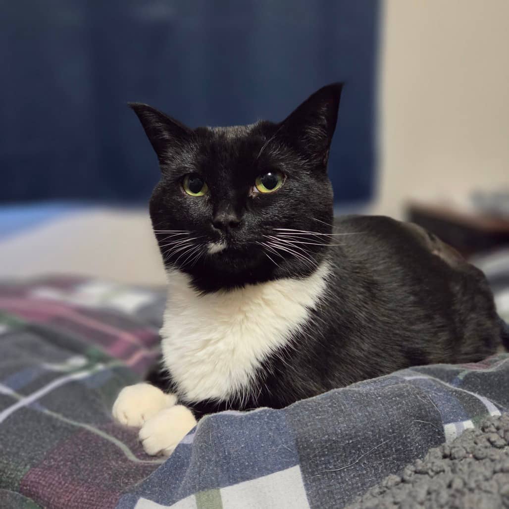Piglet - Domestic Shorthair available for adoption