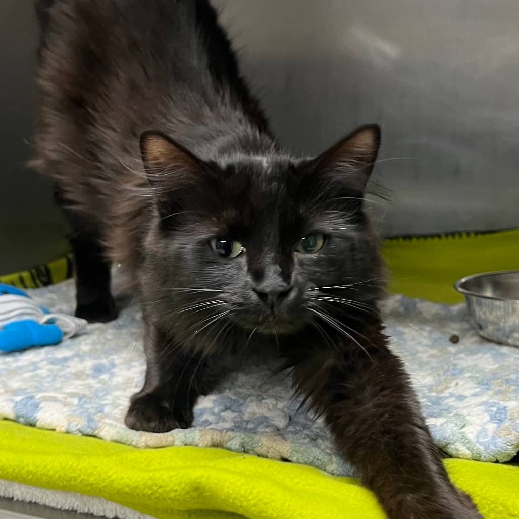 Paint - Domestic Medium Hair available for adoption