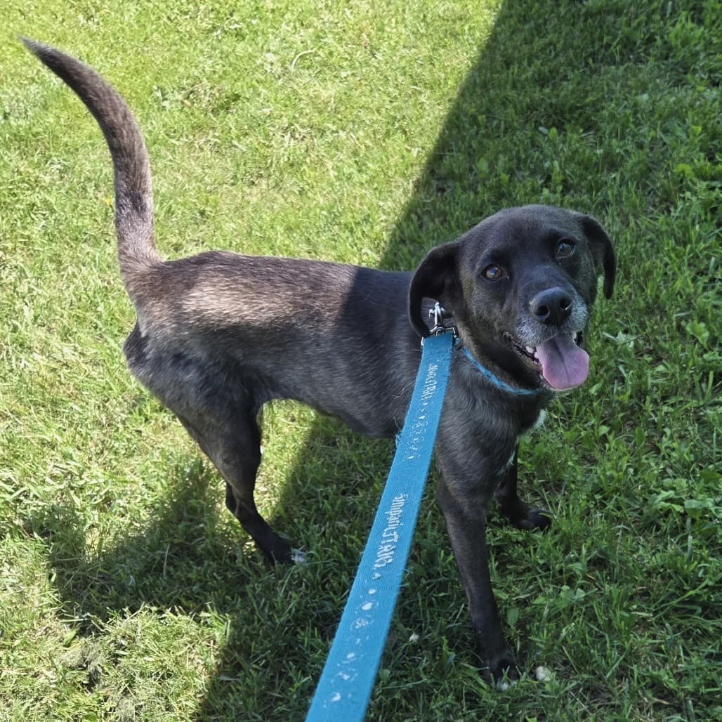 Dezzy - Mixed Breed (Small) available for adoption at Saskatoon SPCA in Saskatoon