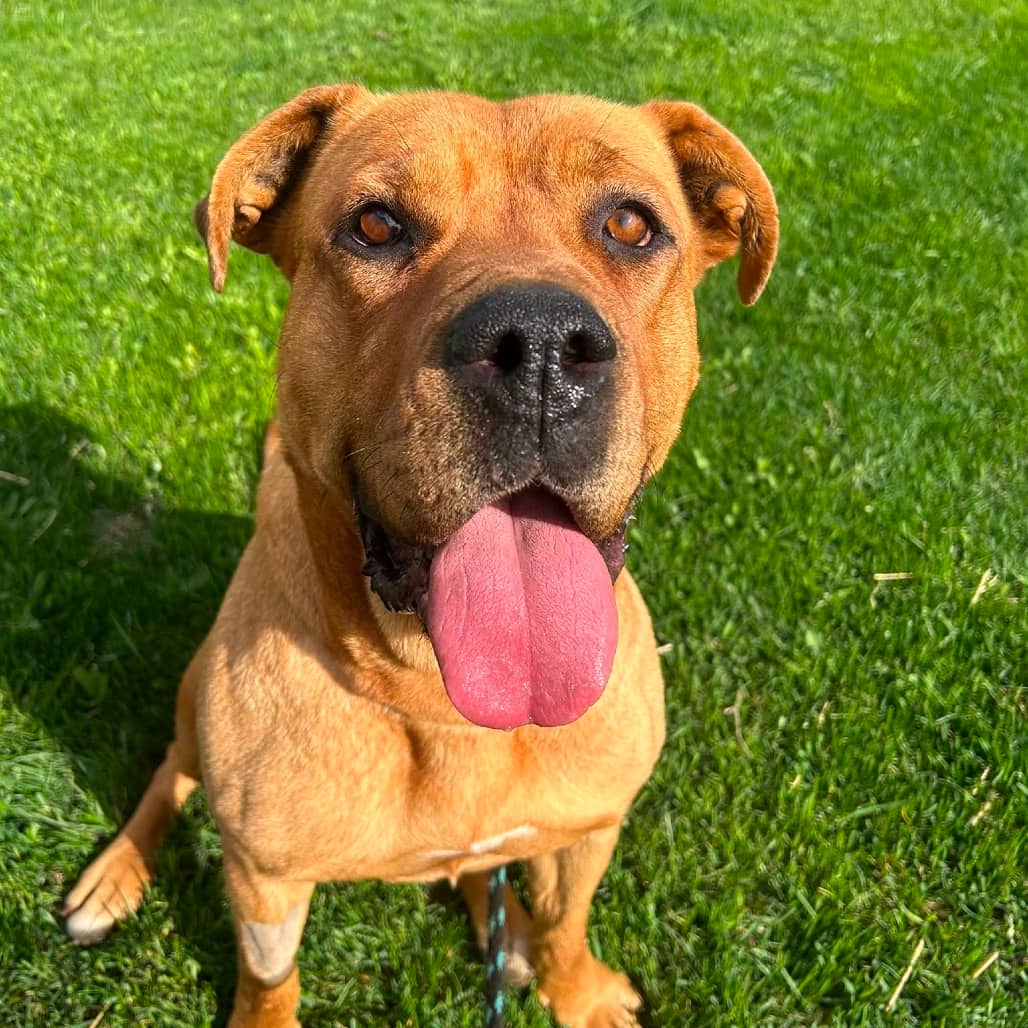 Spicy - MIXED BREED available for adoption