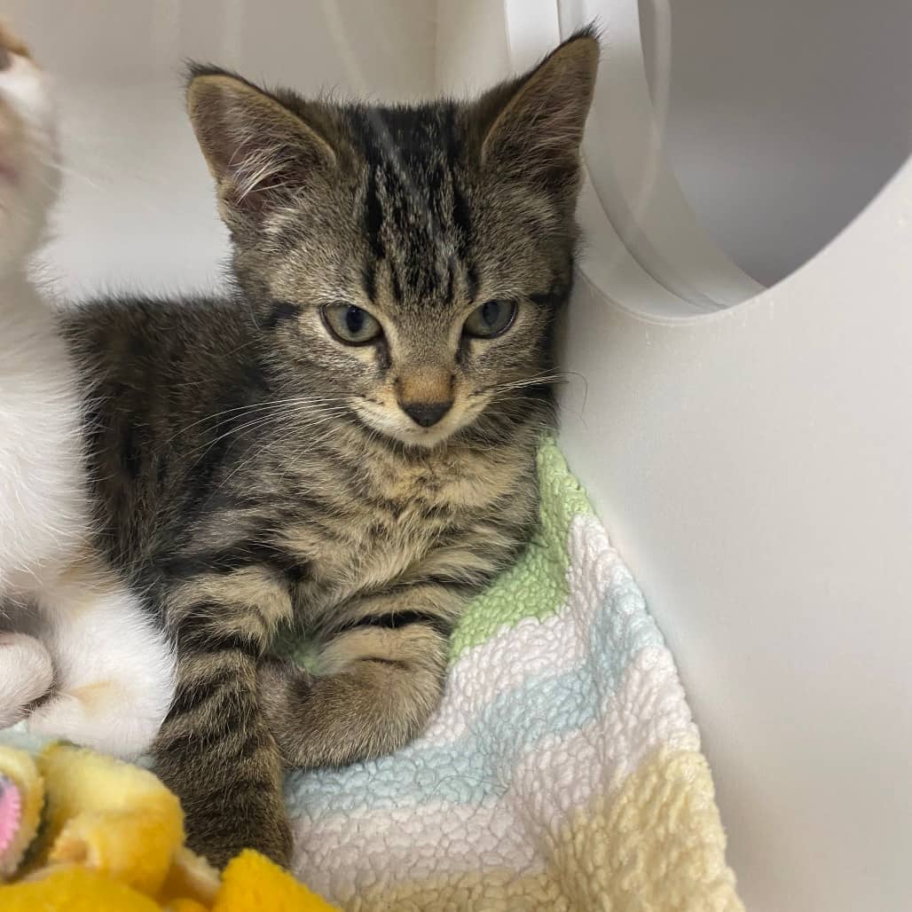 Edam - Domestic Shorthair cat available for adoption at Border Paws Animal Shelter in Lloydminster