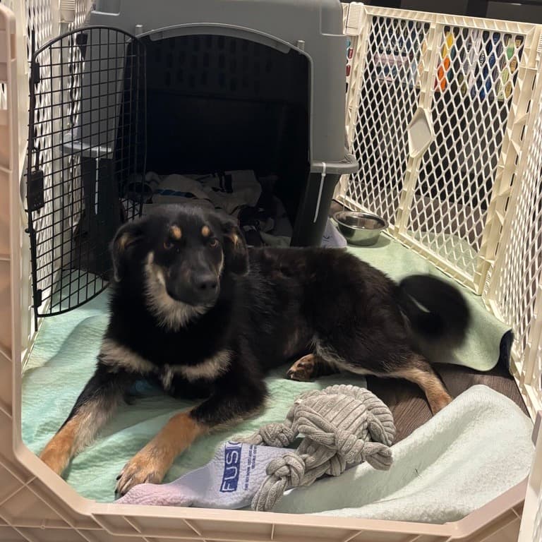 Shadow - SHEPHERD/MIX available for adoption