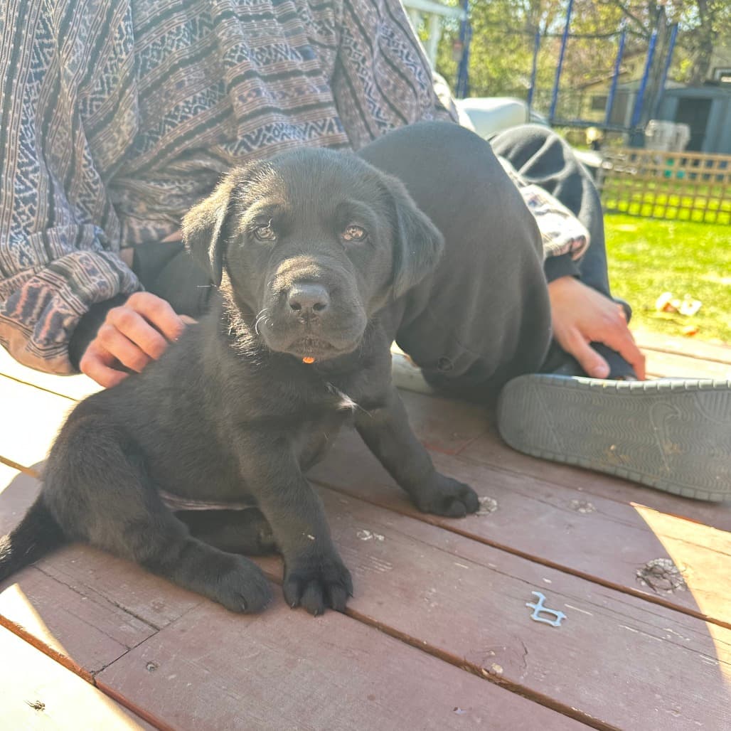 Winnie - RETRIEVER, LABRADOR/MIX available for adoption at SCARS in Calgary