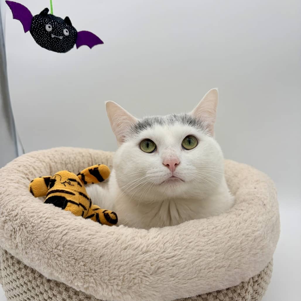 Connery - Domestic Shorthair available for adoption