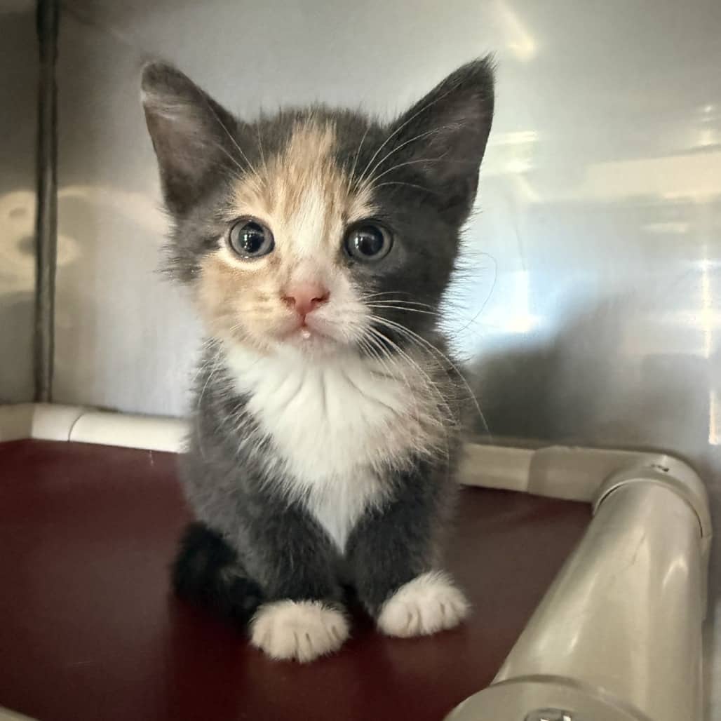 Yoshi - Domestic Shorthair available for adoption