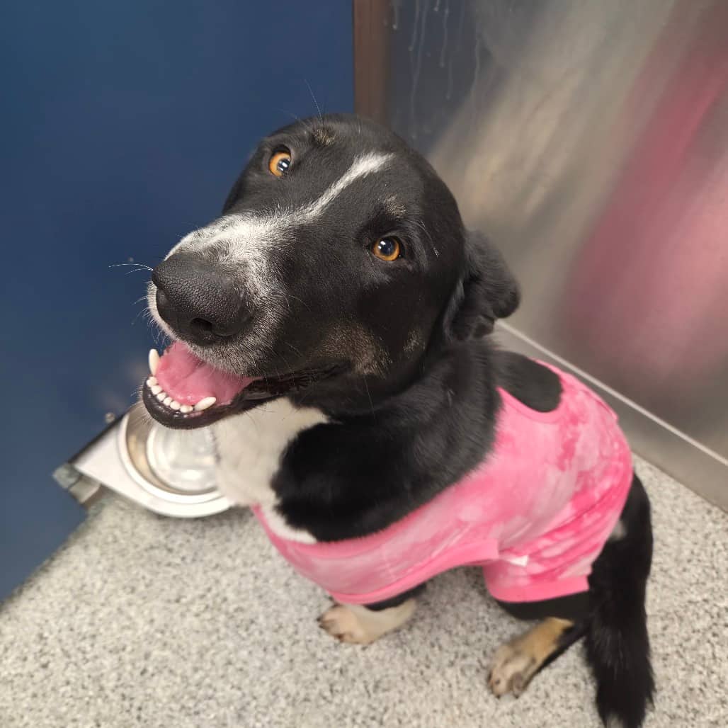 Chico - Mixed Breed (Large) available for adoption in Calgary