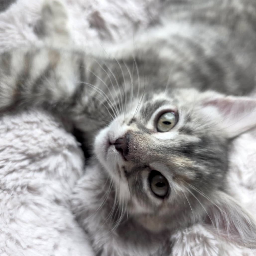Silve - Domestic Shorthair cat available for adoption at Vancouver Orphan Kitten Rescue Association in British Columbia