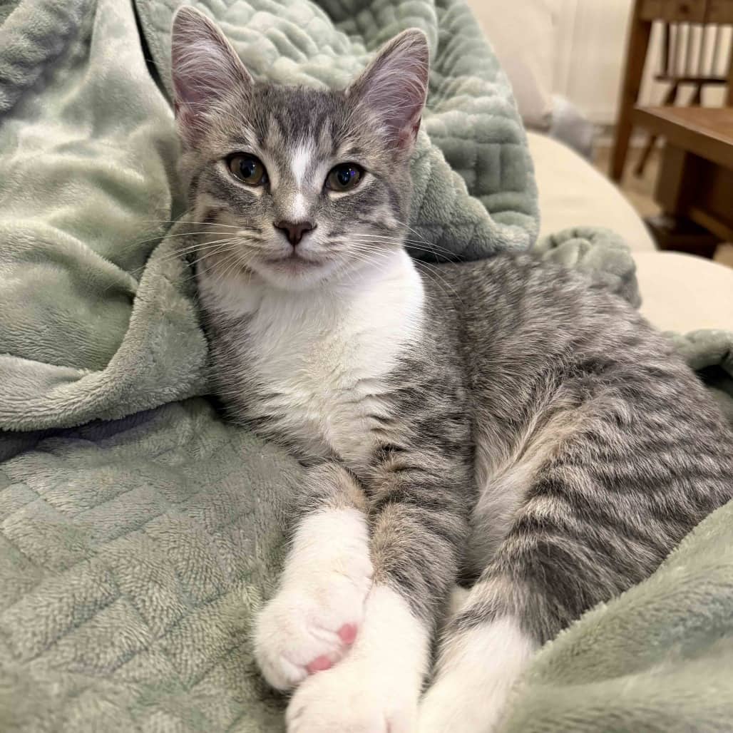 Gerry - Domestic Shorthair cat available for adoption at Vancouver Orphan Kitten Rescue Association in Vancouver