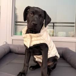 Almond - Mixed Breed available for adoption in Calgary