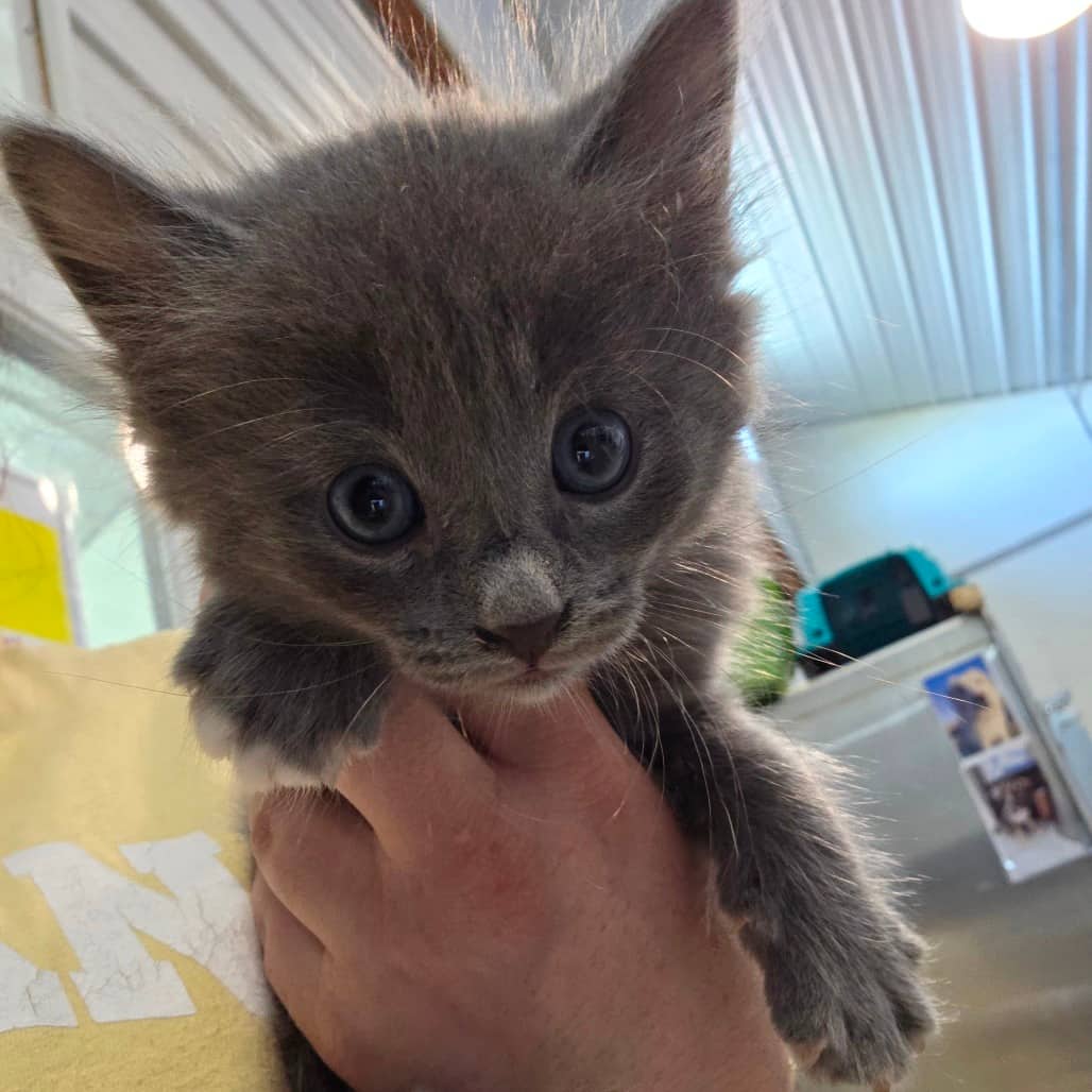 Pebble - Domestic Shorthair available for adoption