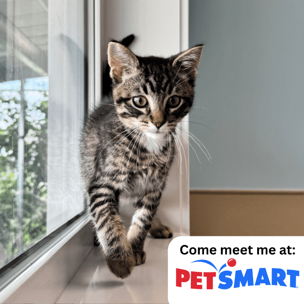 Rufus - Domestic Shorthair available for adoption