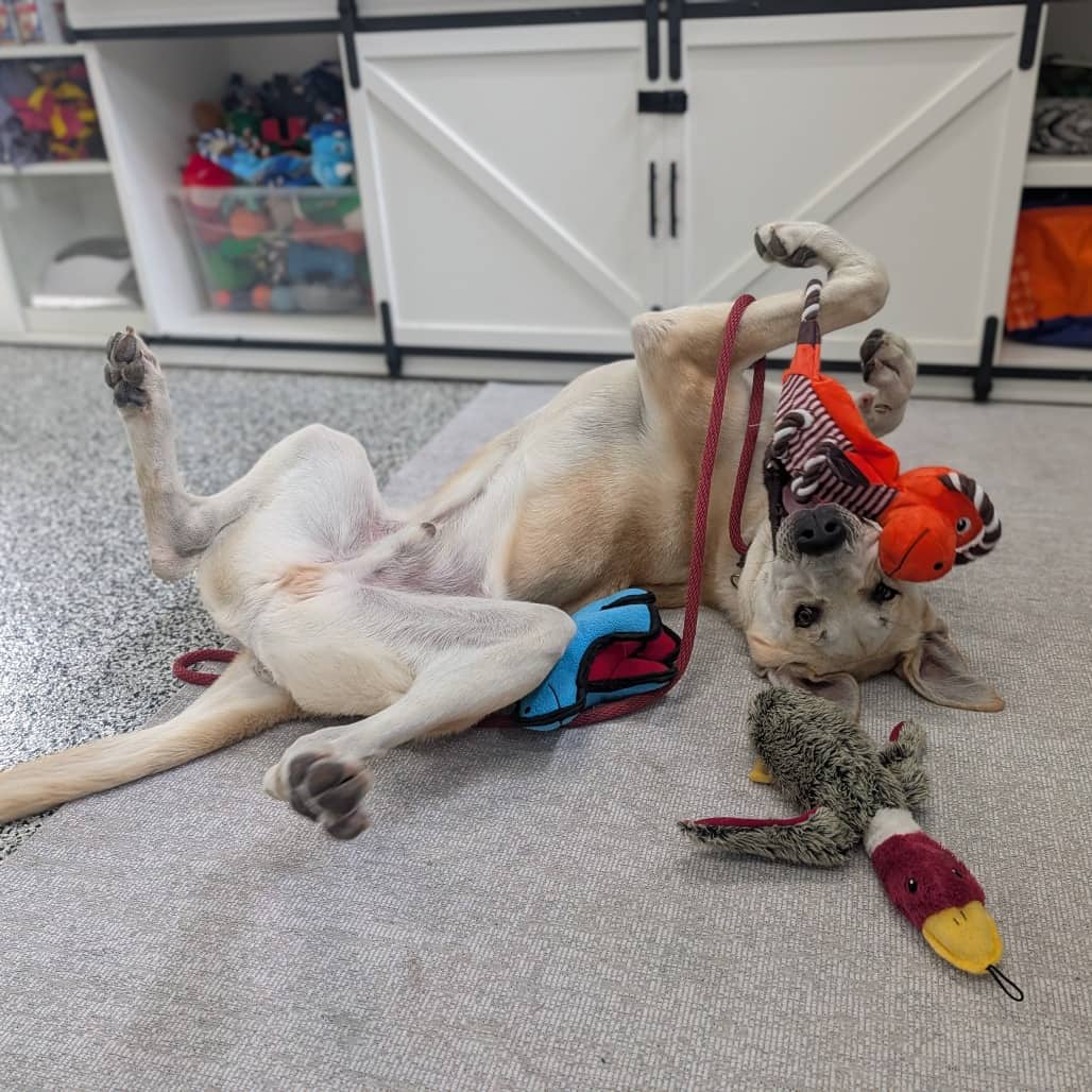 Lew - MIXED BREED available for adoption