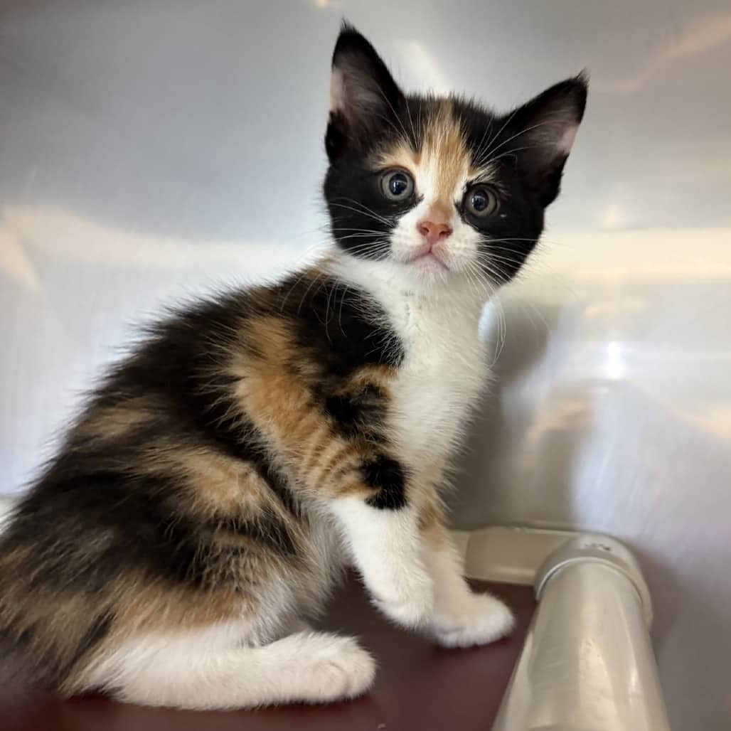 Princess Rosalina - Domestic Shorthair available for adoption
