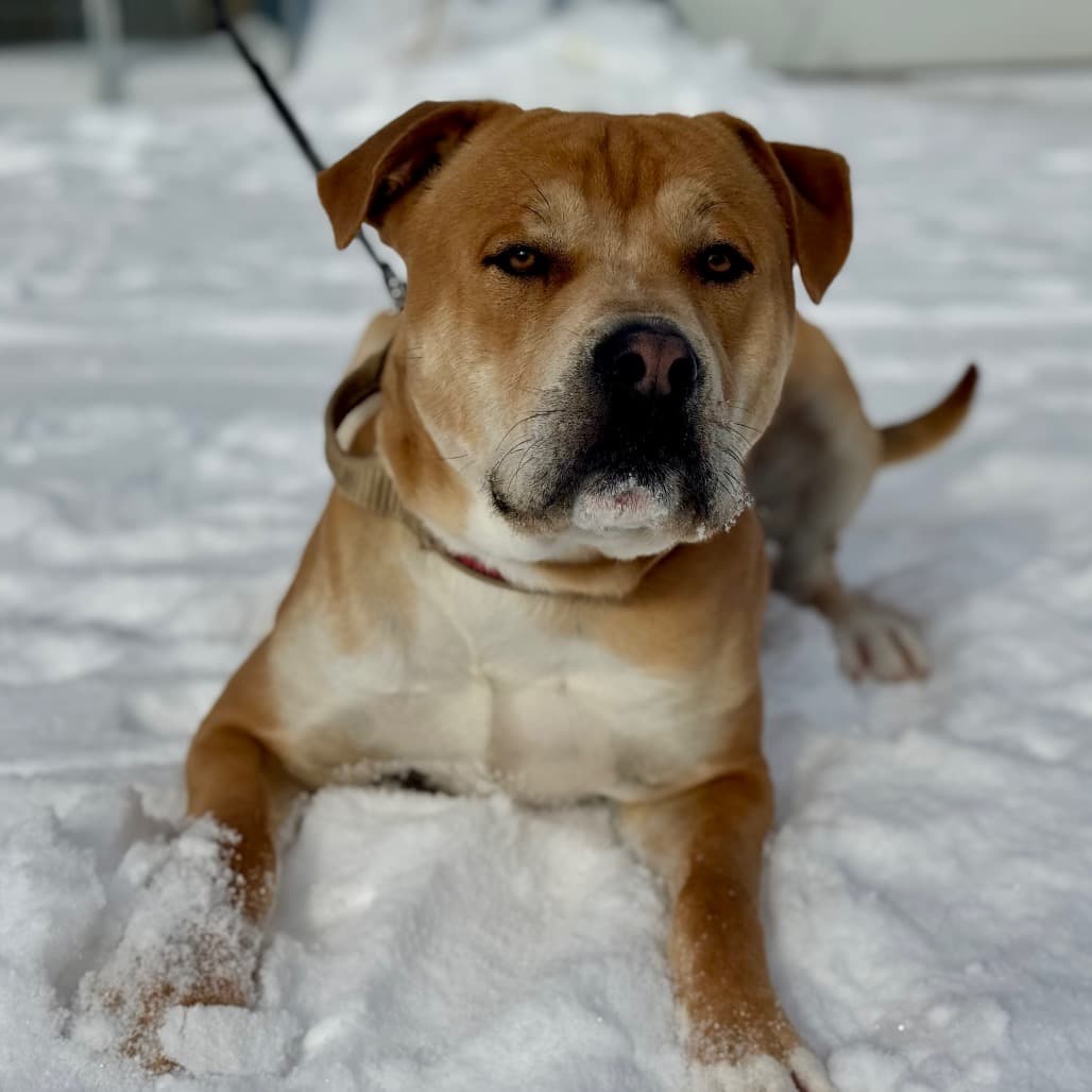 Moose - Mixed Breed (Large) available for adoption in Calgary