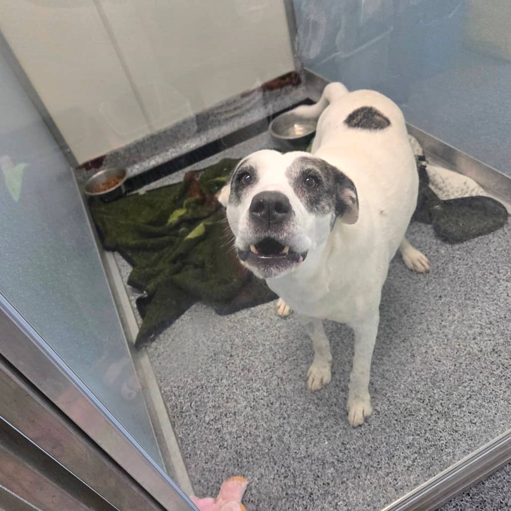 Ria - Terrier, Pit Bull available for adoption in Saskatchewan
