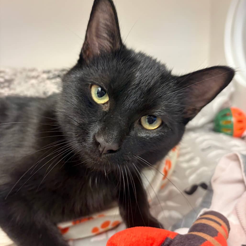 Henry - Domestic Shorthair cat available for adoption at Border Paws Animal Shelter in Lloydminster