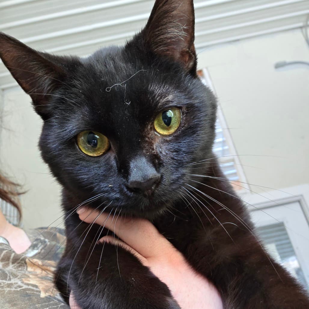 Shreddie - Domestic Shorthair cat available for adoption in Calgary