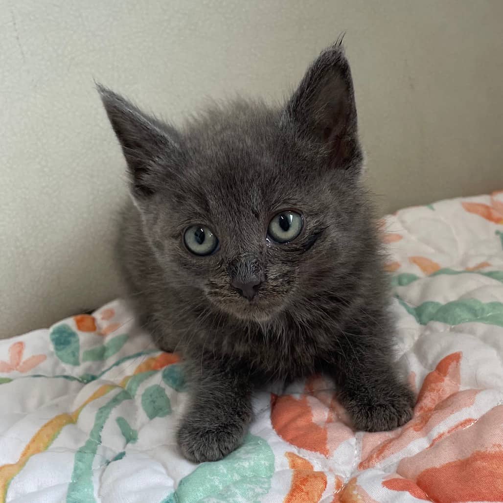 Elfie - Domestic Shorthair available for adoption