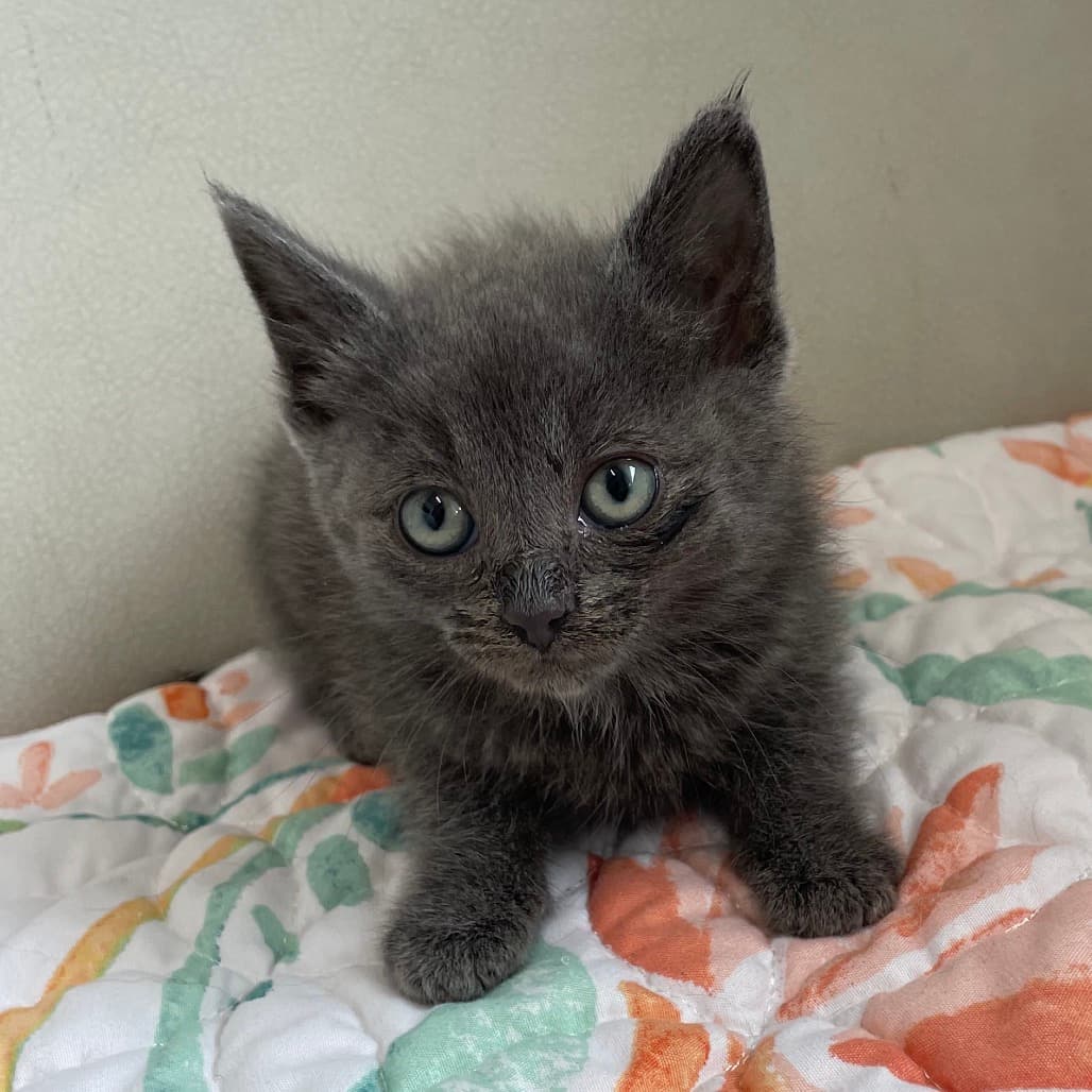 Elfie - Domestic Shorthair available for adoption