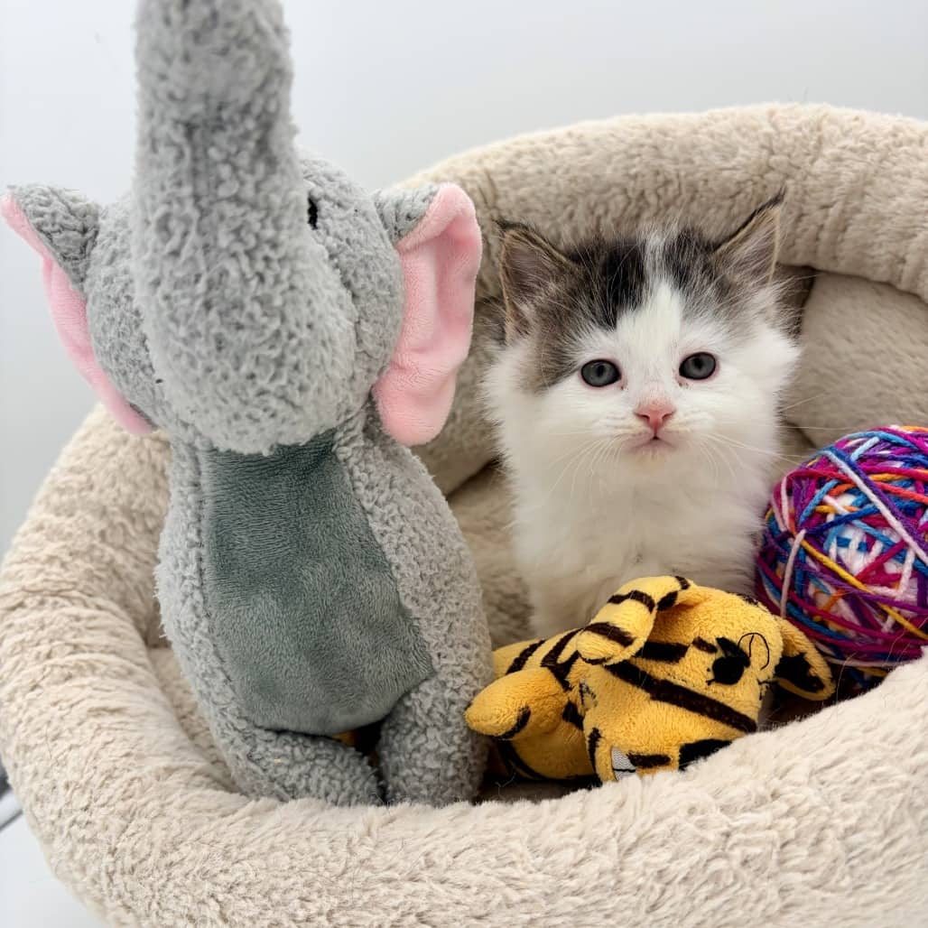 Cello - Domestic Medium Hair cat available for adoption at Moose Jaw Humane Society in Moose Jaw