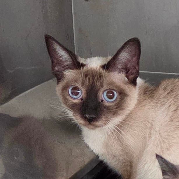 Georgia - Siamese cat available for adoption at Humboldt & District SPCA in Humboldt