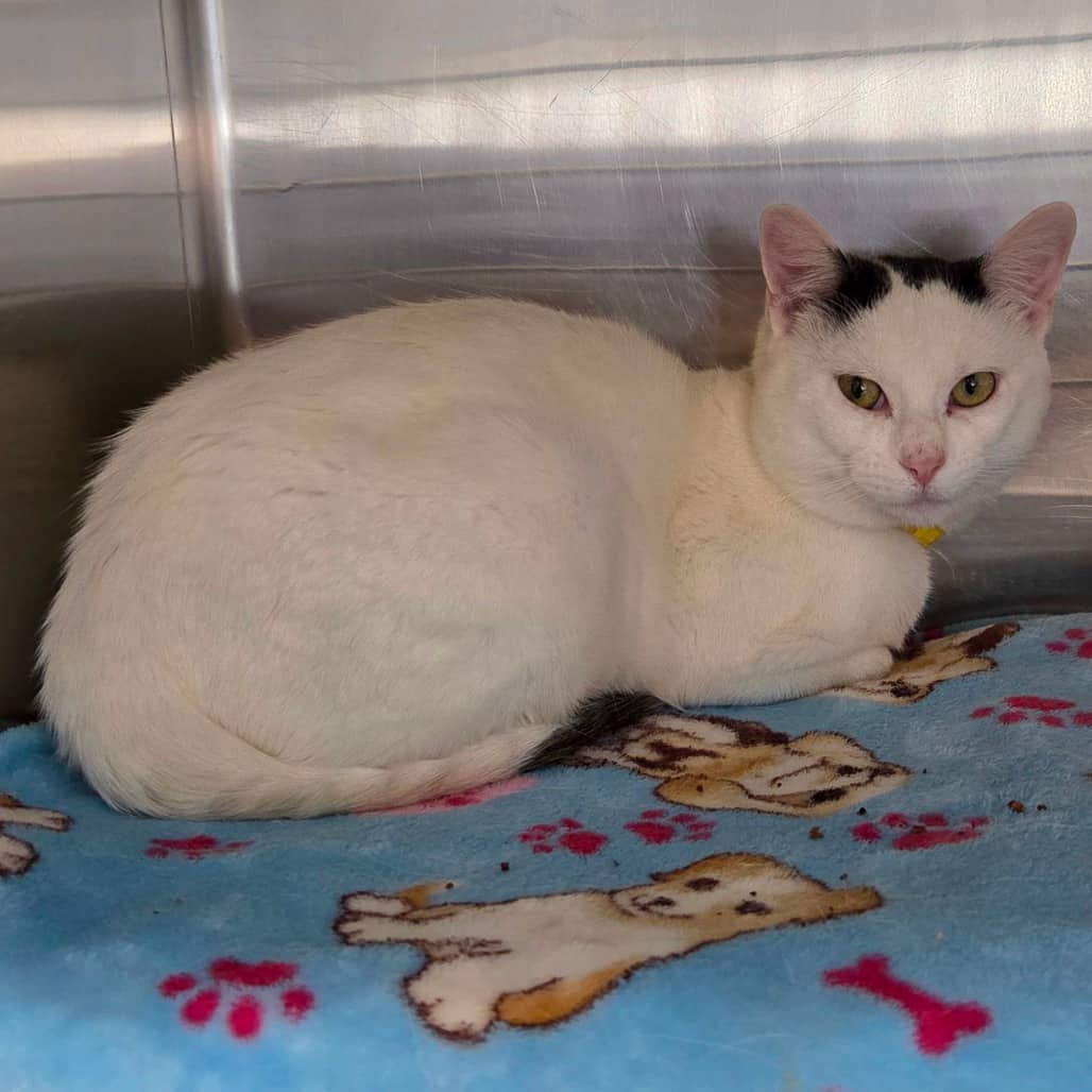 Charlie - Domestic Shorthair cat available for adoption at Humboldt & District SPCA in Humboldt