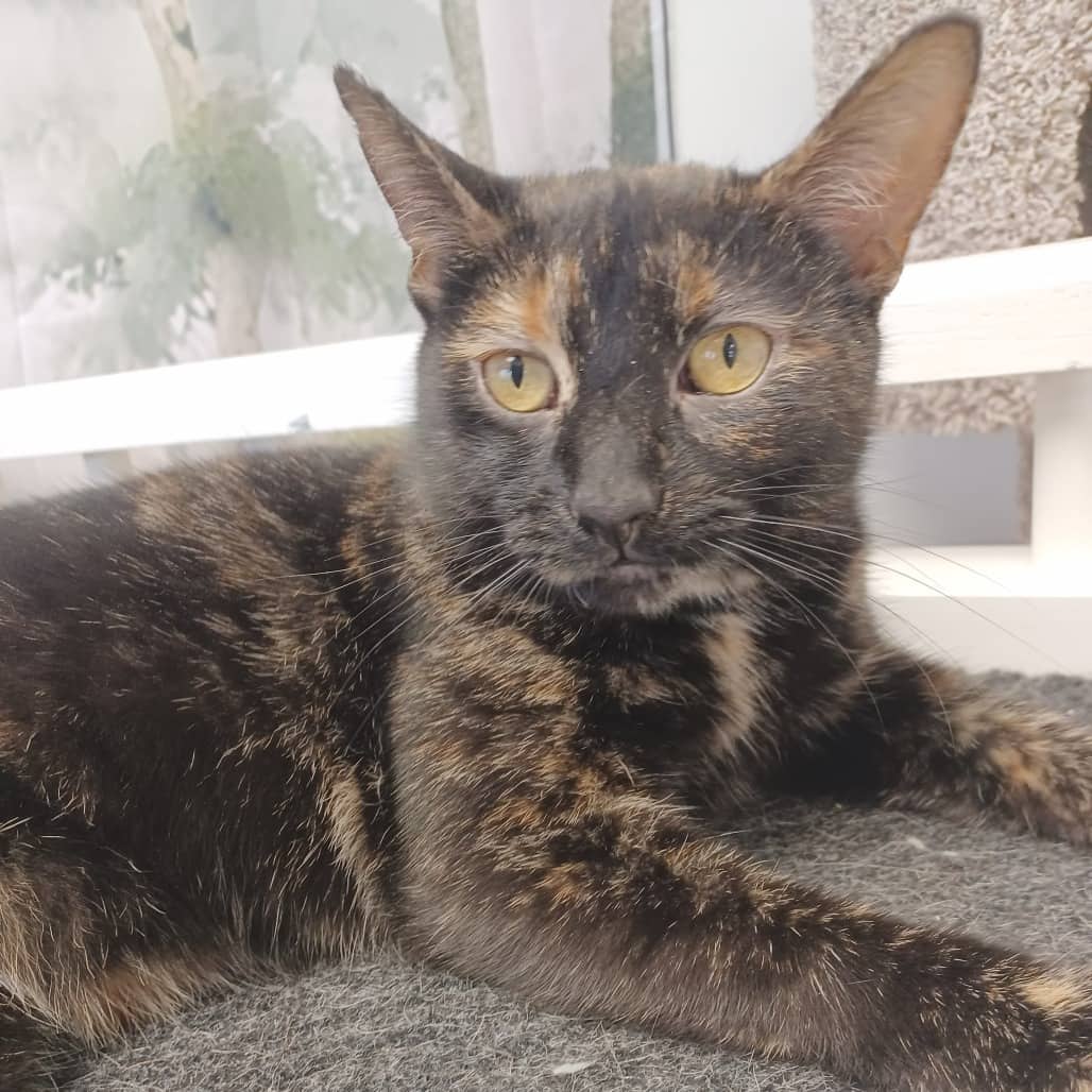 Pudding - Domestic Shorthair available for adoption