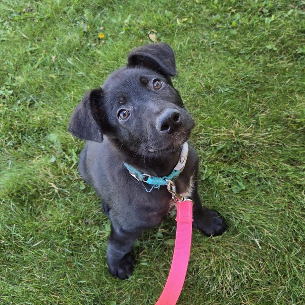 Pluto - Mixed Breed (Large) available for adoption in Saskatchewan