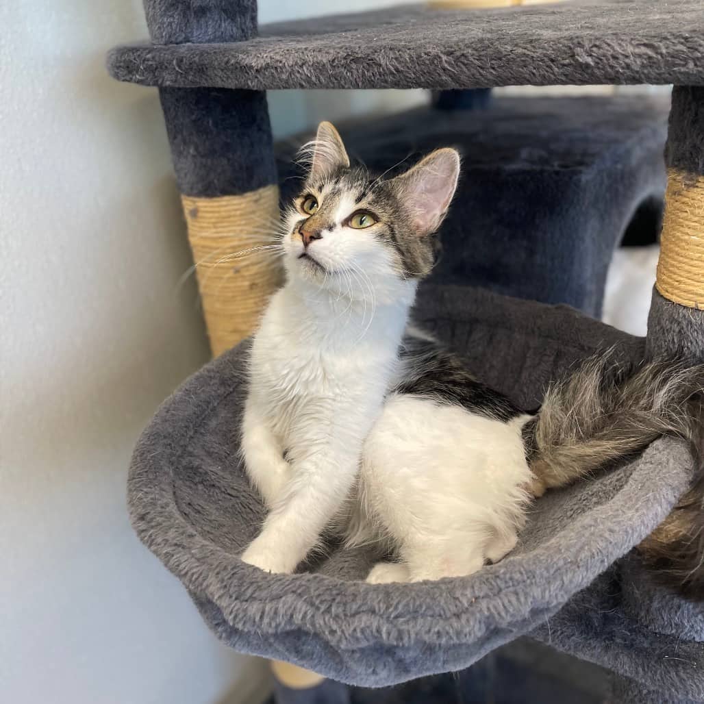Knix - Domestic Shorthair cat available for adoption at Battlefords Humane Society in North Battleford