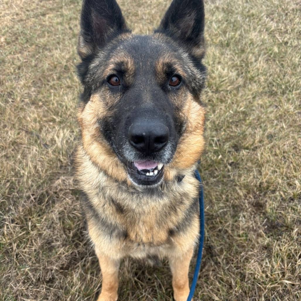 Bones - SHEPHERD/MIX available for adoption