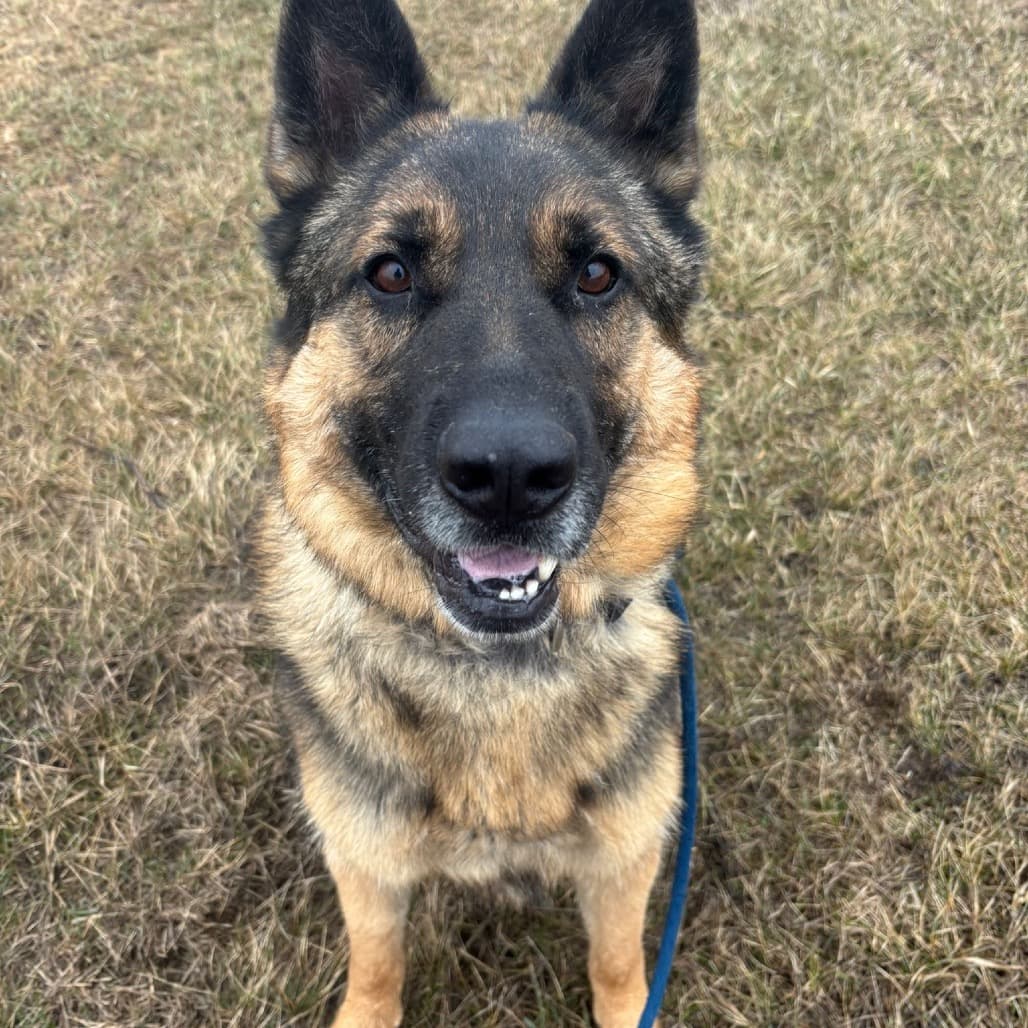 Bones - SHEPHERD/MIX available for adoption in Calgary