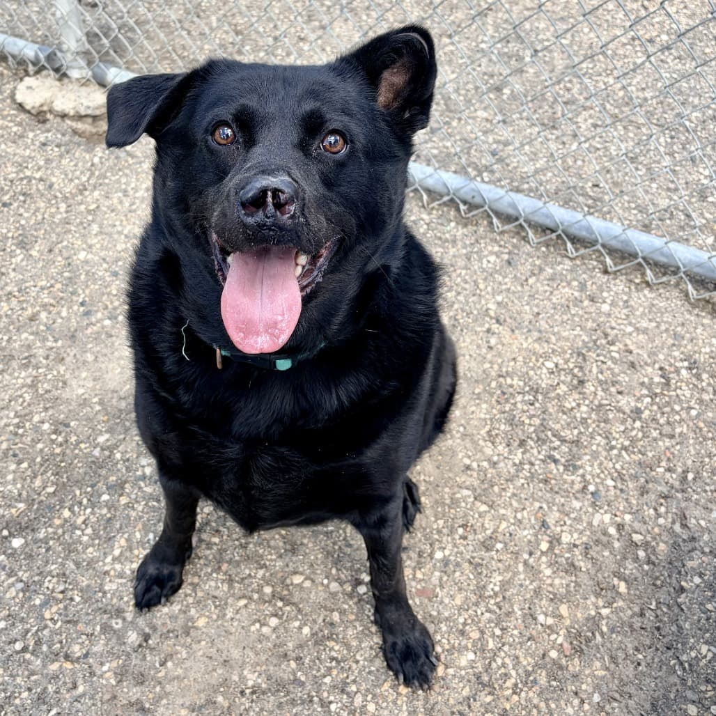Reggie - Retriever, Black Labrador available for adoption in Saskatchewan