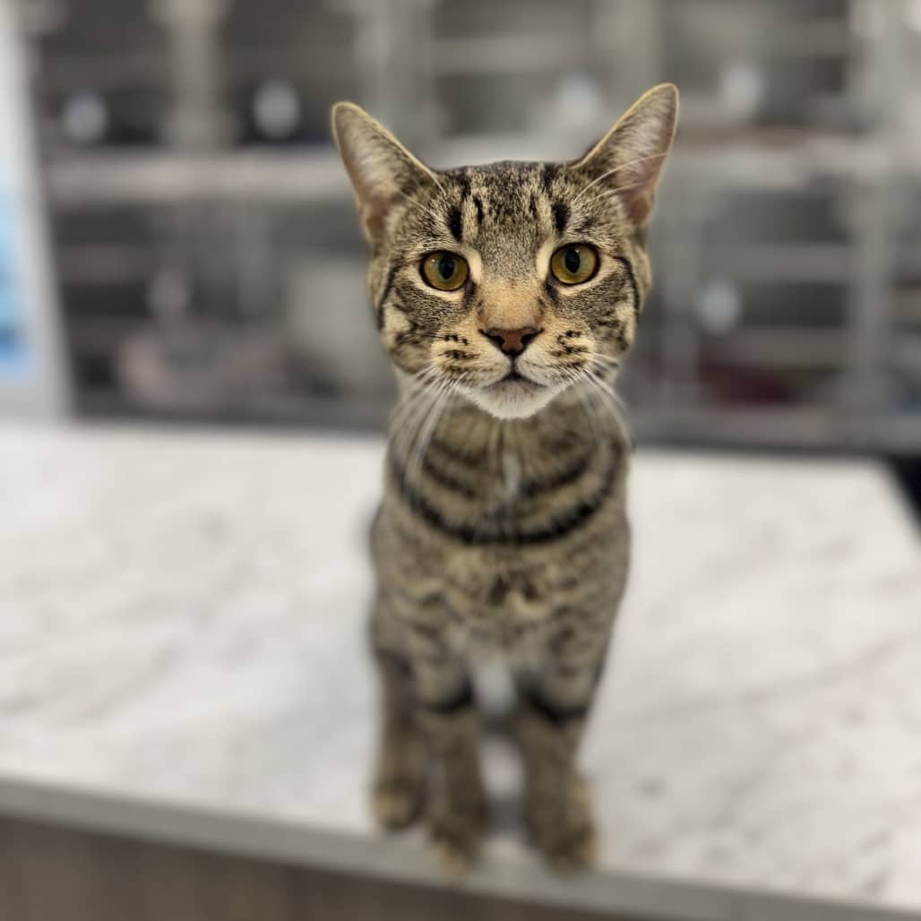 Prince Charming - Domestic Shorthair cat available for adoption in Saskatchewan