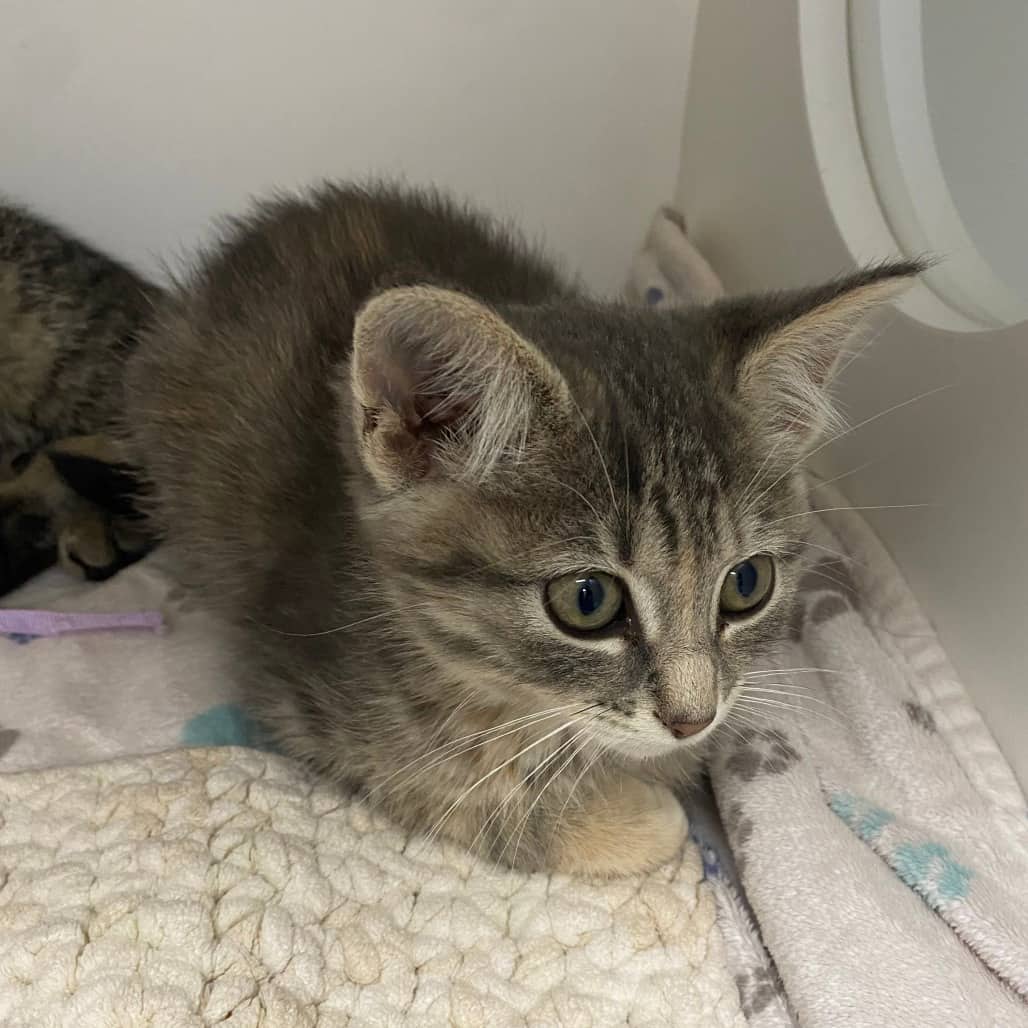 Trail mix - Domestic Shorthair cat available for adoption in Calgary