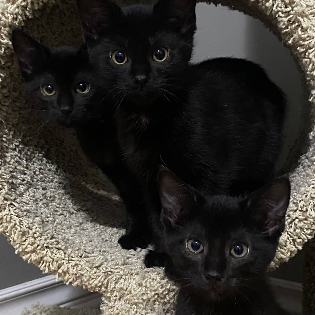 Ganache - Domestic Longhair available for adoption