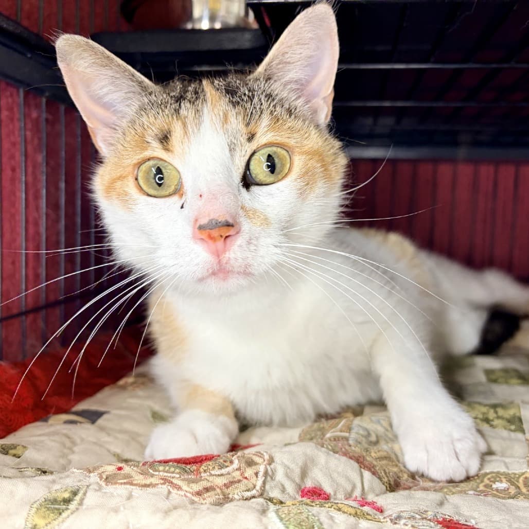 Diana - Domestic Shorthair cat available for adoption at Moose Jaw Humane Society in Moose Jaw