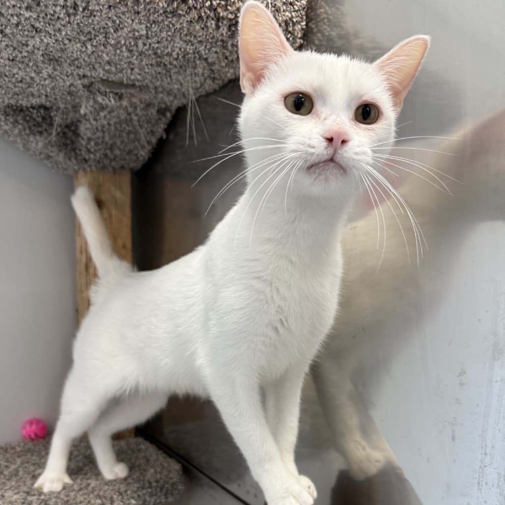 Pickle - Domestic Shorthair available for adoption
