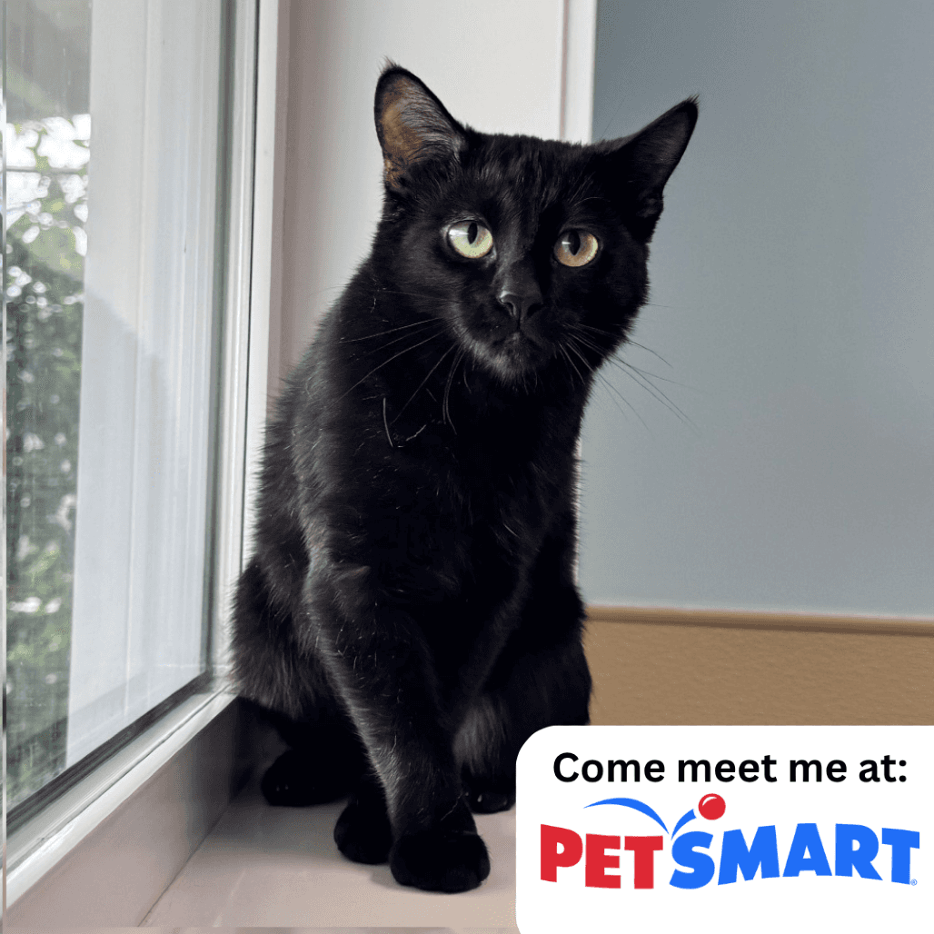 Yuki - Domestic Shorthair cat available for adoption in Calgary