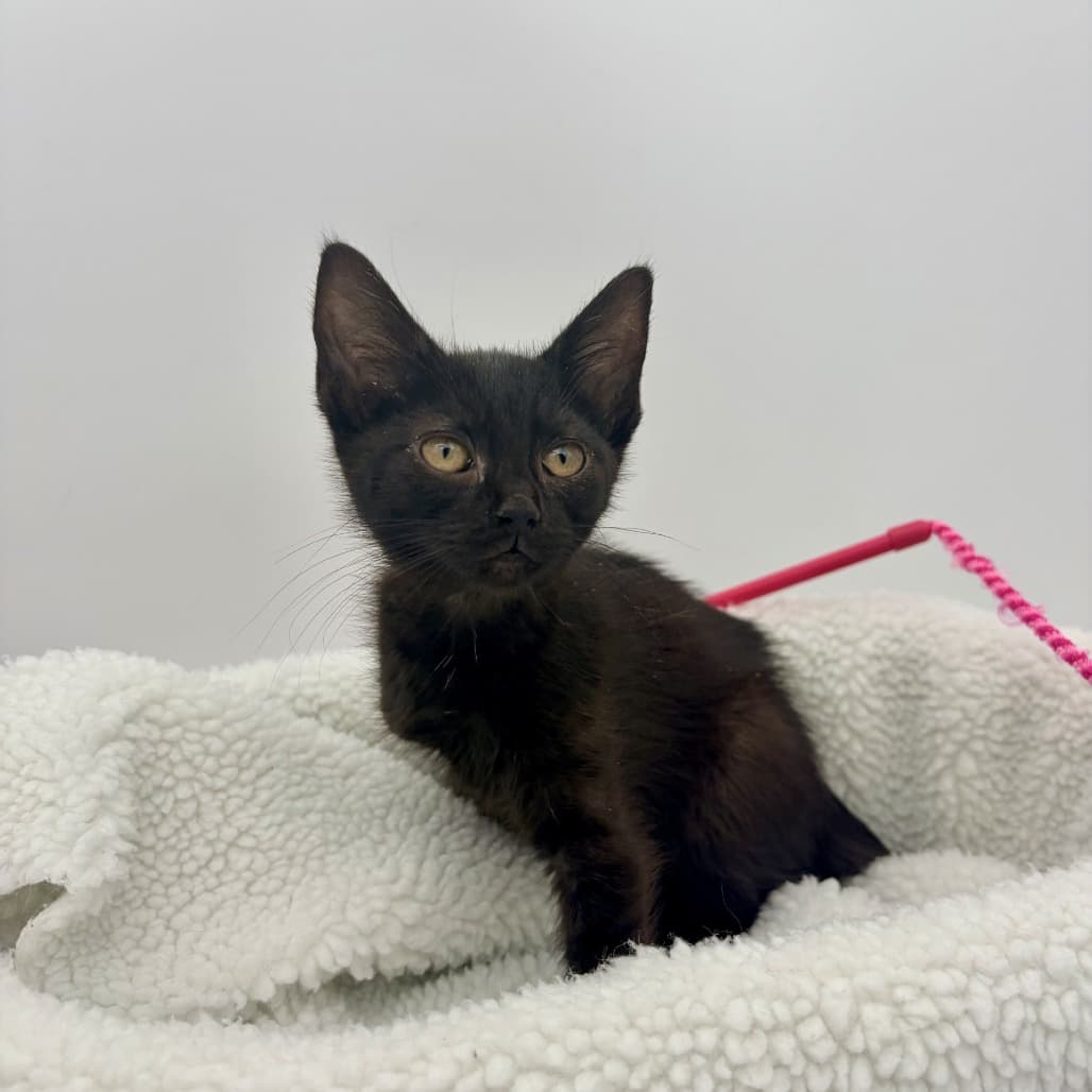 Lou - Domestic Shorthair cat available for adoption at Moose Jaw Humane Society in Moose Jaw