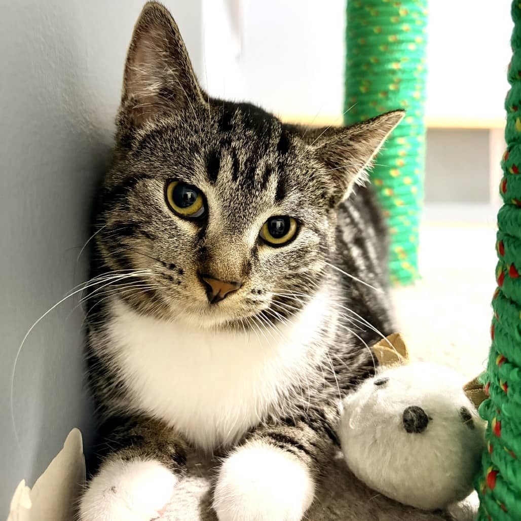 Amanda - Domestic Shorthair cat available for adoption at Moose Jaw Humane Society in Moose Jaw