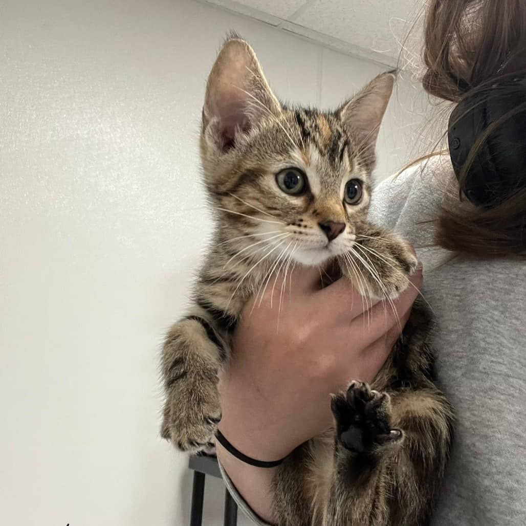 Herman - Domestic Shorthair available for adoption