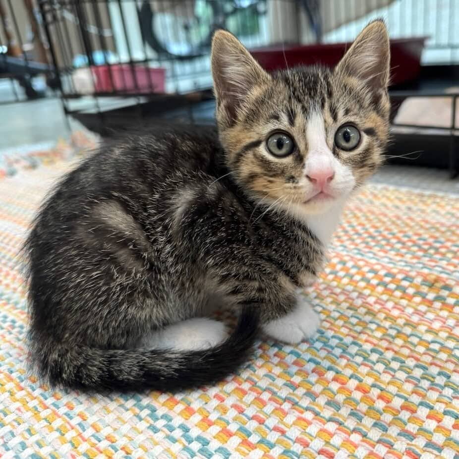 Pesto - Domestic Shorthair cat available for adoption at Vancouver Orphan Kitten Rescue Association in Vancouver