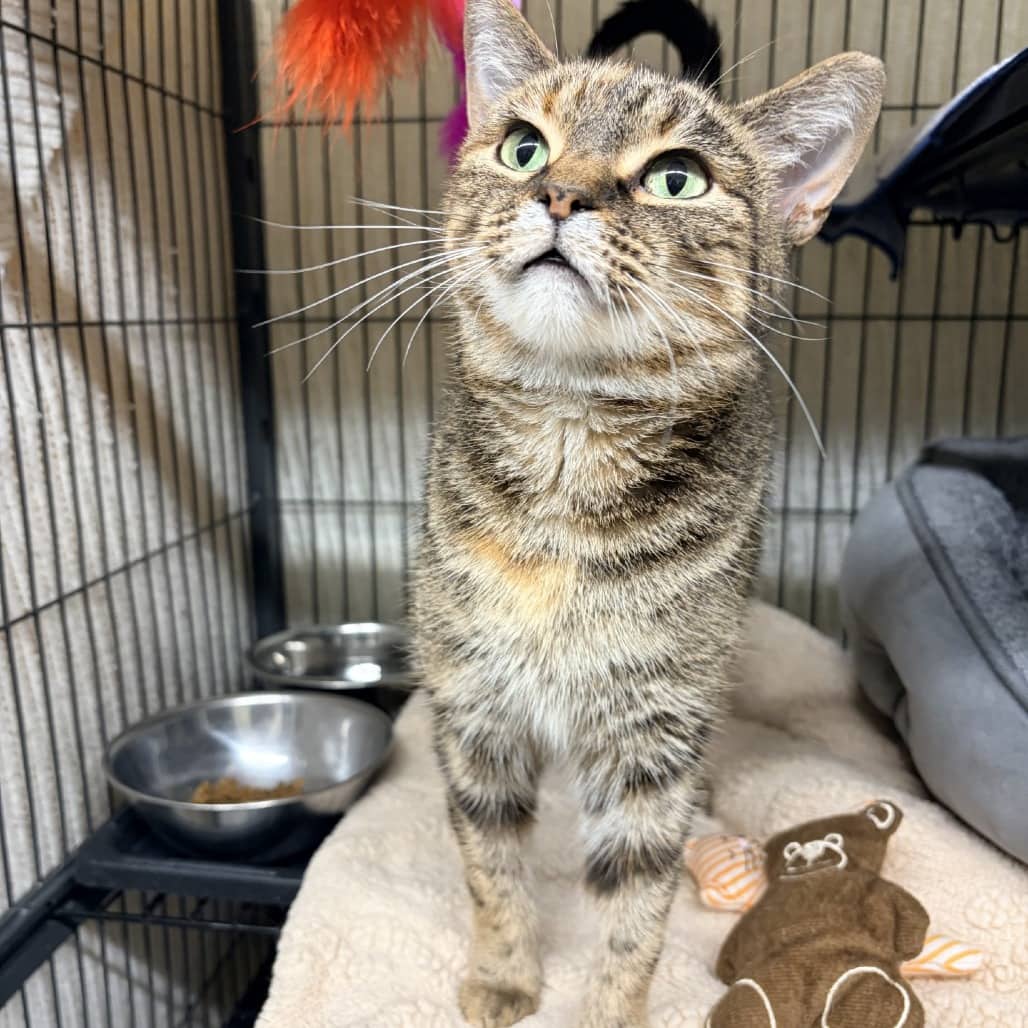 Lilly - Domestic Shorthair available for adoption
