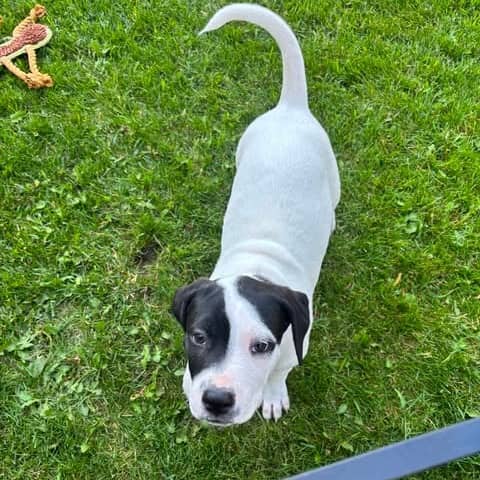Coconut - Mixed Breed available for adoption