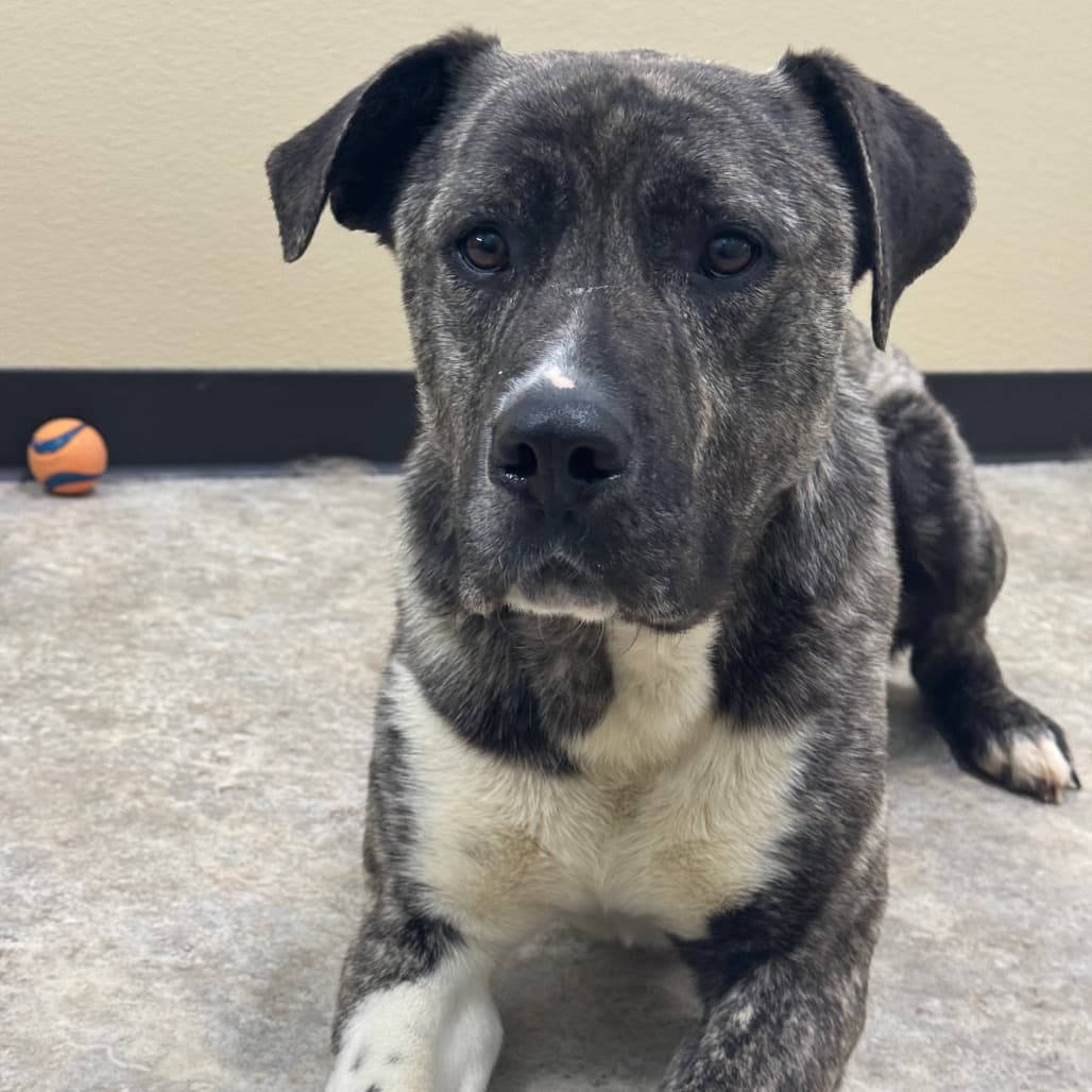 Mars - Mixed Breed (Large) available for adoption in Calgary