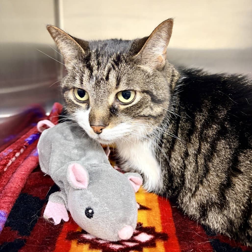 Leo - Domestic Shorthair cat available for adoption in Saskatchewan