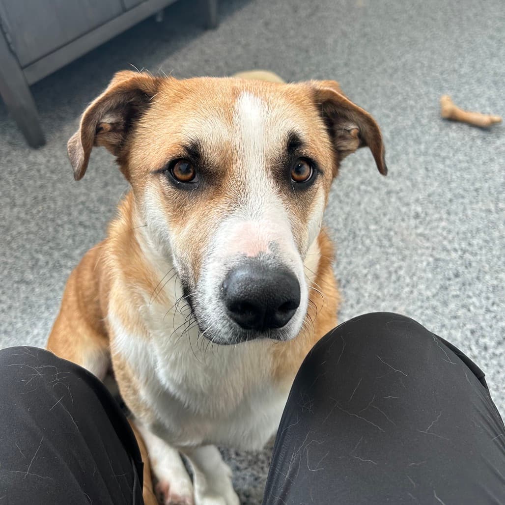 Milfred - Mixed Breed (Medium) / Corgi, Cardigan Welsh available for adoption in Saskatchewan